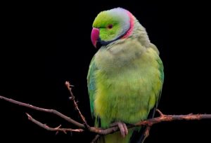 tips memelihara burung parkit