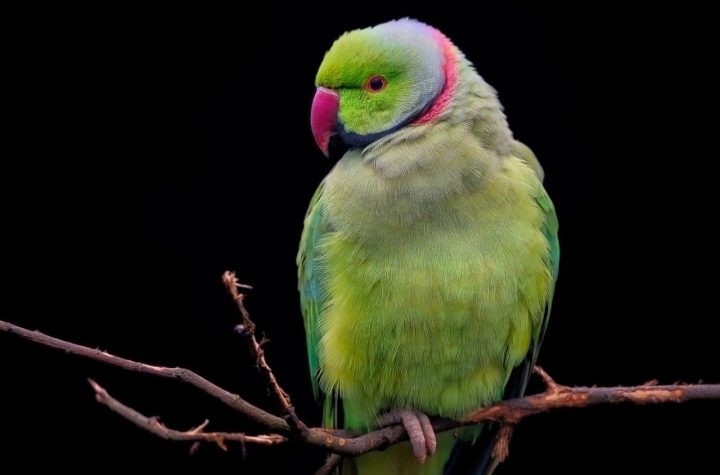 tips memelihara burung parkit