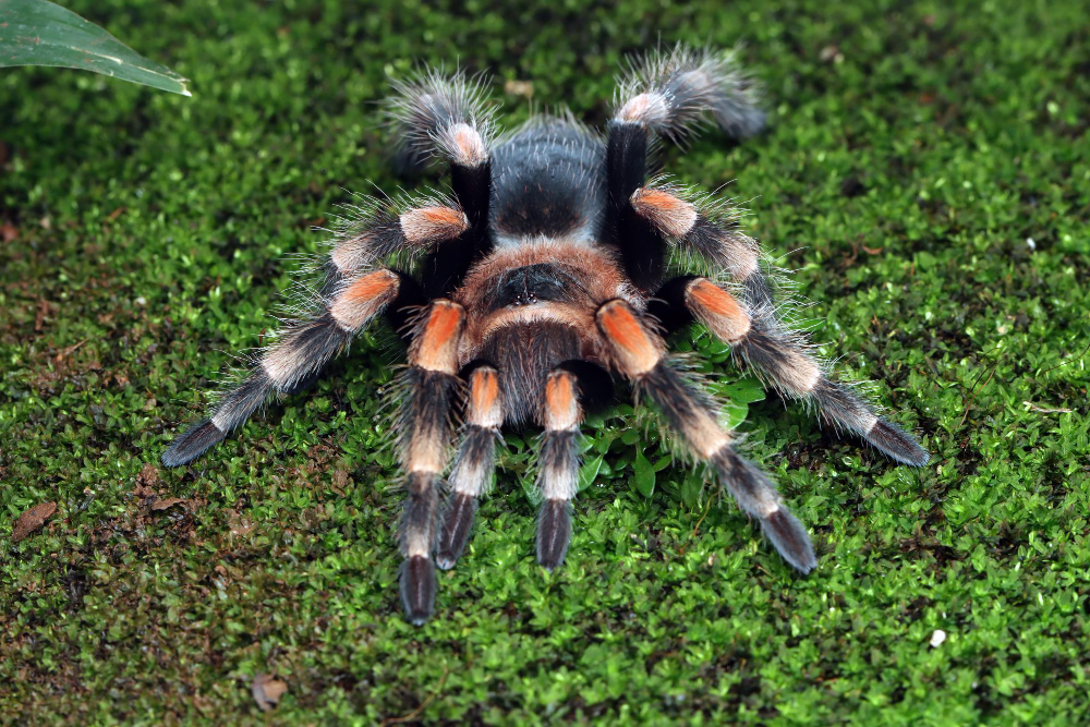 Tarantula