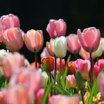 jenis bunga tulip