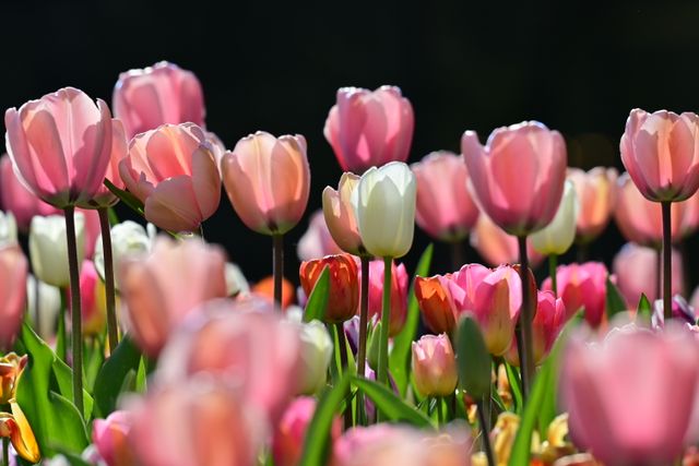 jenis bunga tulip