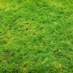 Merawat rumput halaman