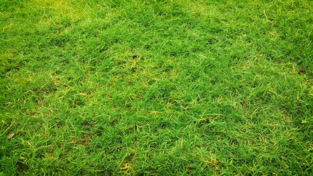 Merawat rumput halaman